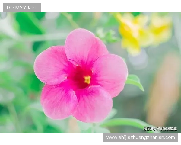 探索开运官网app的丰富功能助你轻松提升运势与生活品质